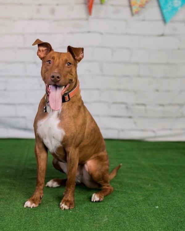 /Images/uploads/Warrick Parks Foundation/pippero-pup-park/entries/27809thumb.jpg